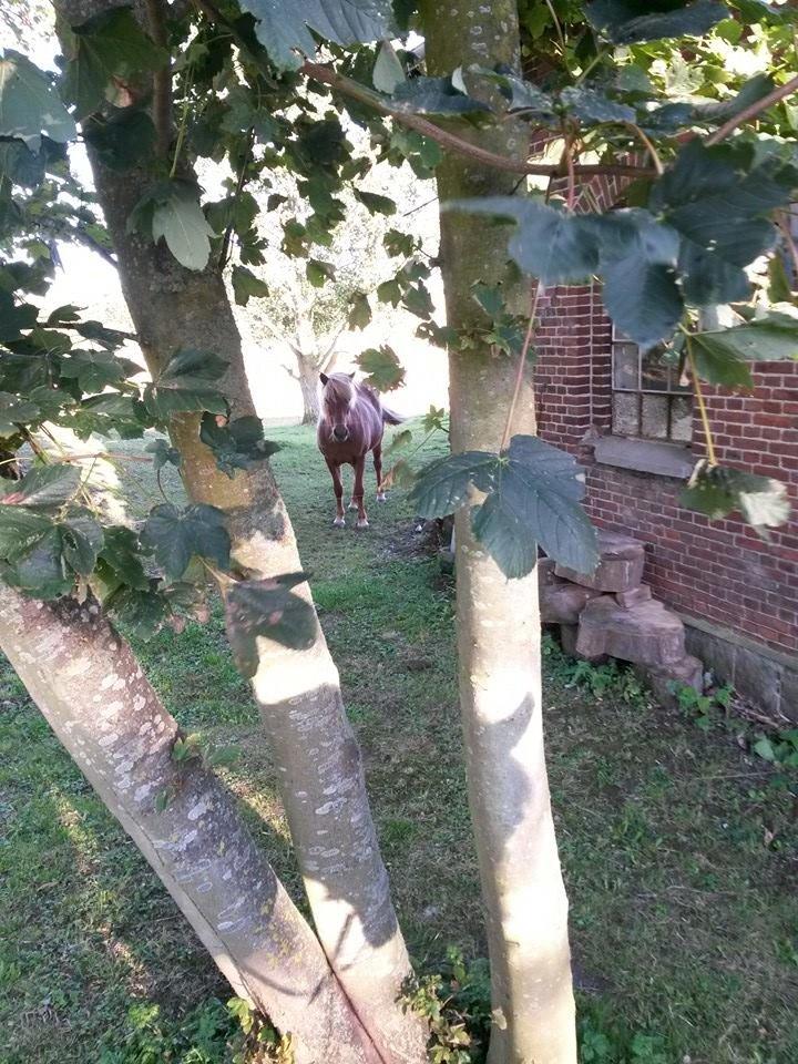 Islænder Hremsa billede 6