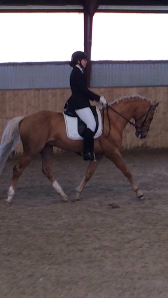 Palomino kvolsbæks diamond dream  billede 10