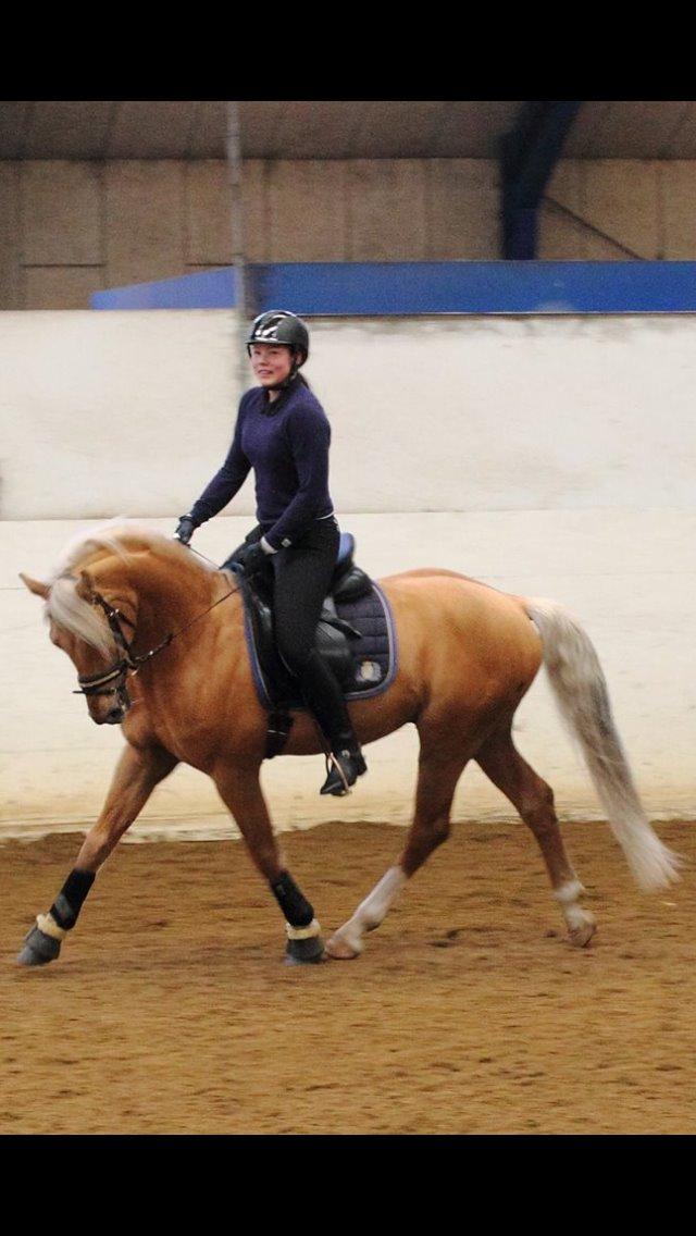 Palomino kvolsbæks diamond dream  billede 7