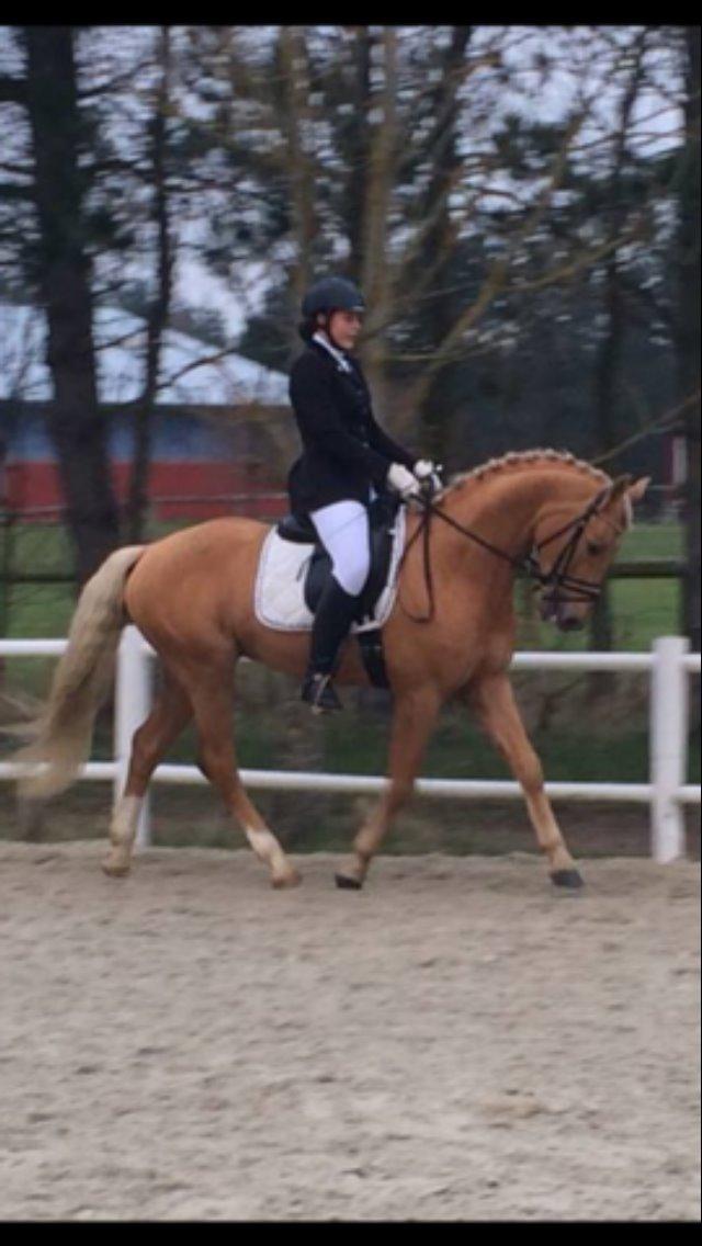 Palomino kvolsbæks diamond dream  billede 9