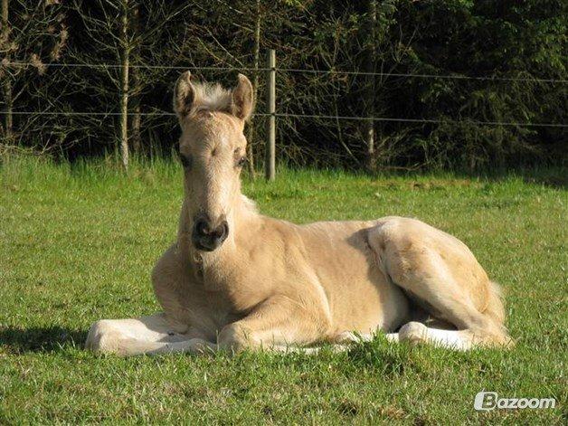 Palomino kvolsbæks diamond dream  billede 4