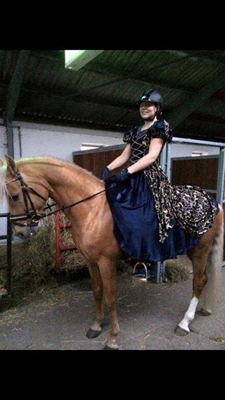 Palomino kvolsbæks diamond dream  billede 8