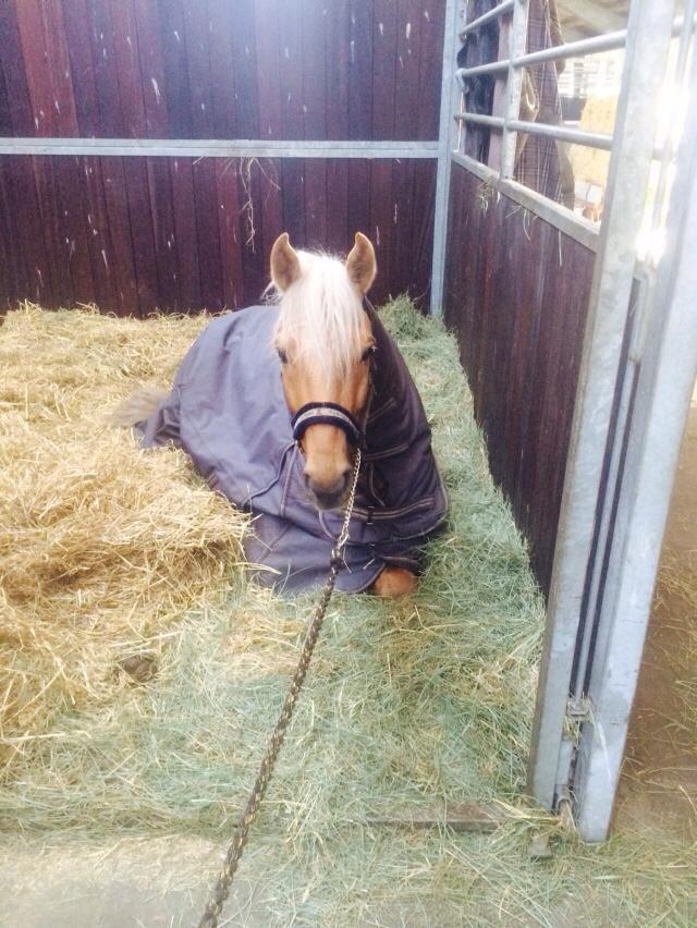 Palomino kvolsbæks diamond dream  billede 5