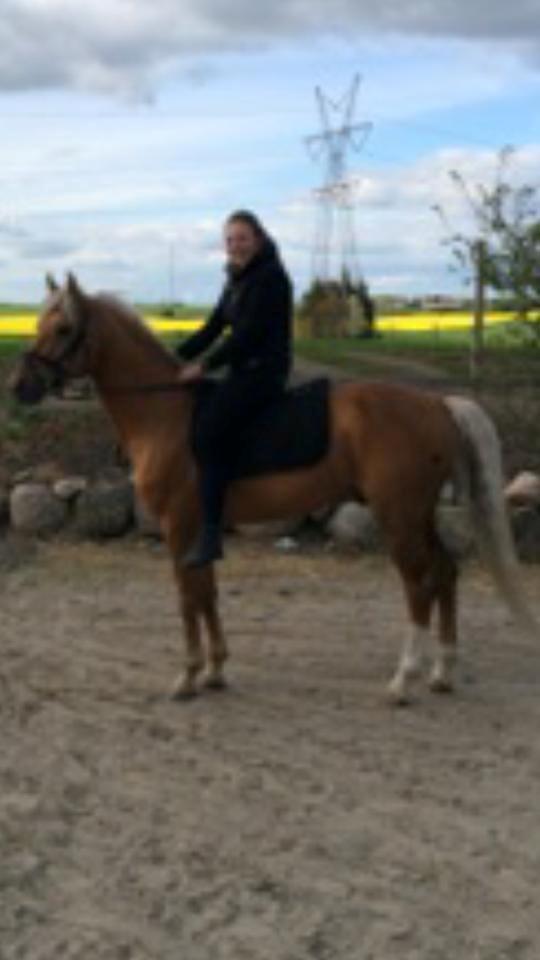 Palomino kvolsbæks diamond dream  billede 11