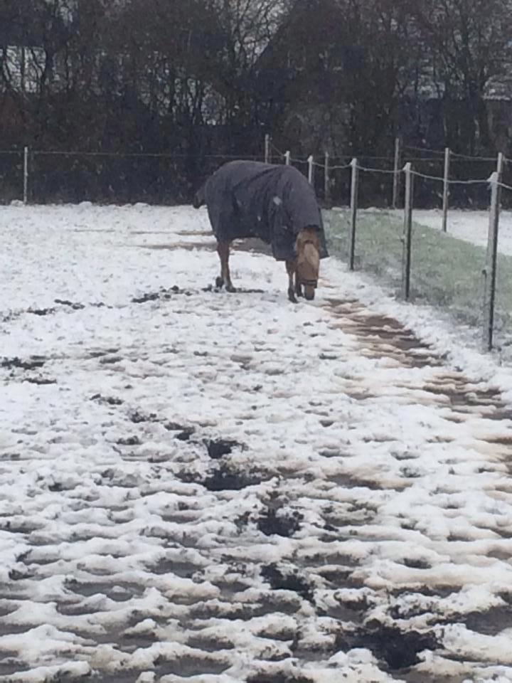 Palomino kvolsbæks diamond dream  billede 6