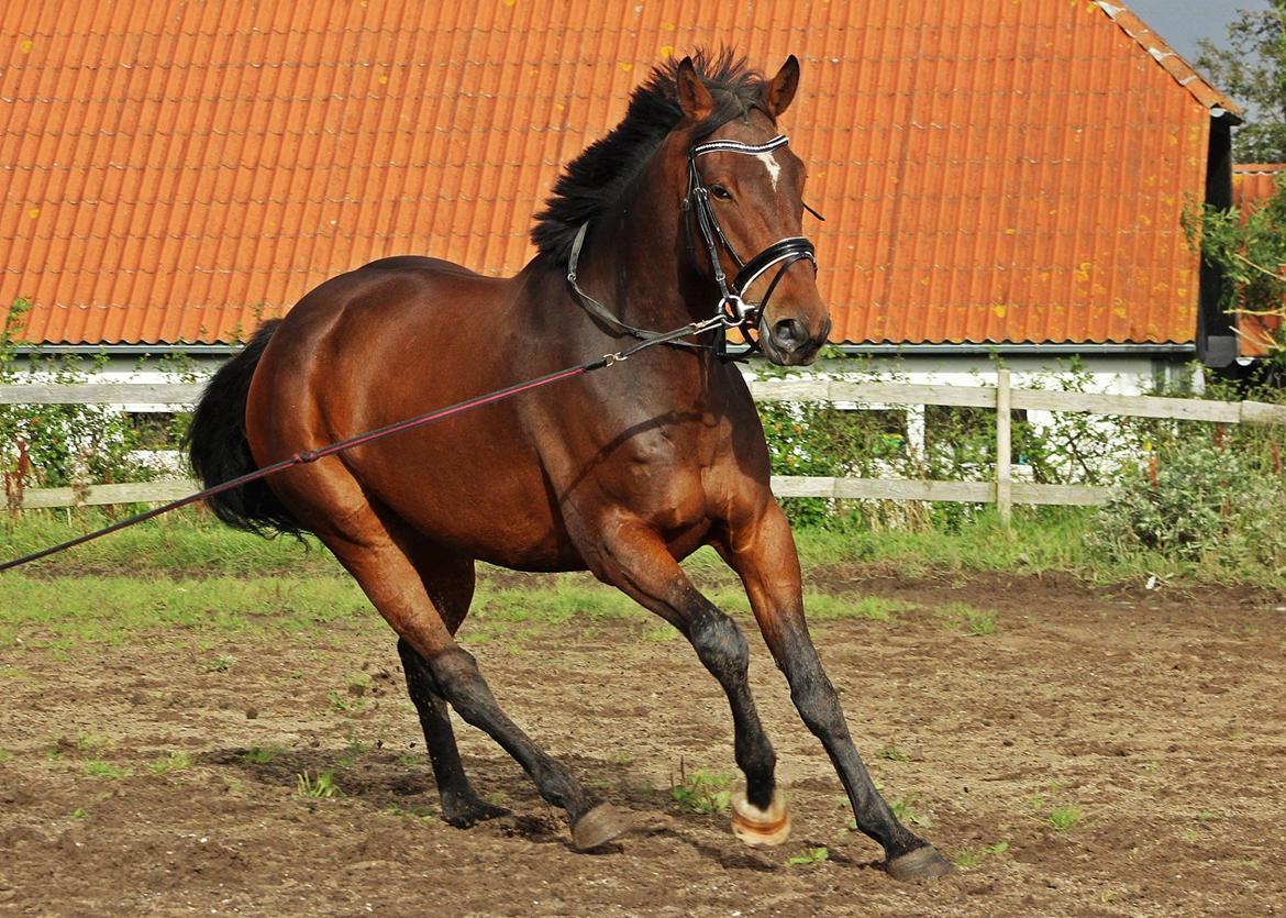 Irsk Sportshest Captain jack sparrow - Taget af Lindgreen Photography billede 17