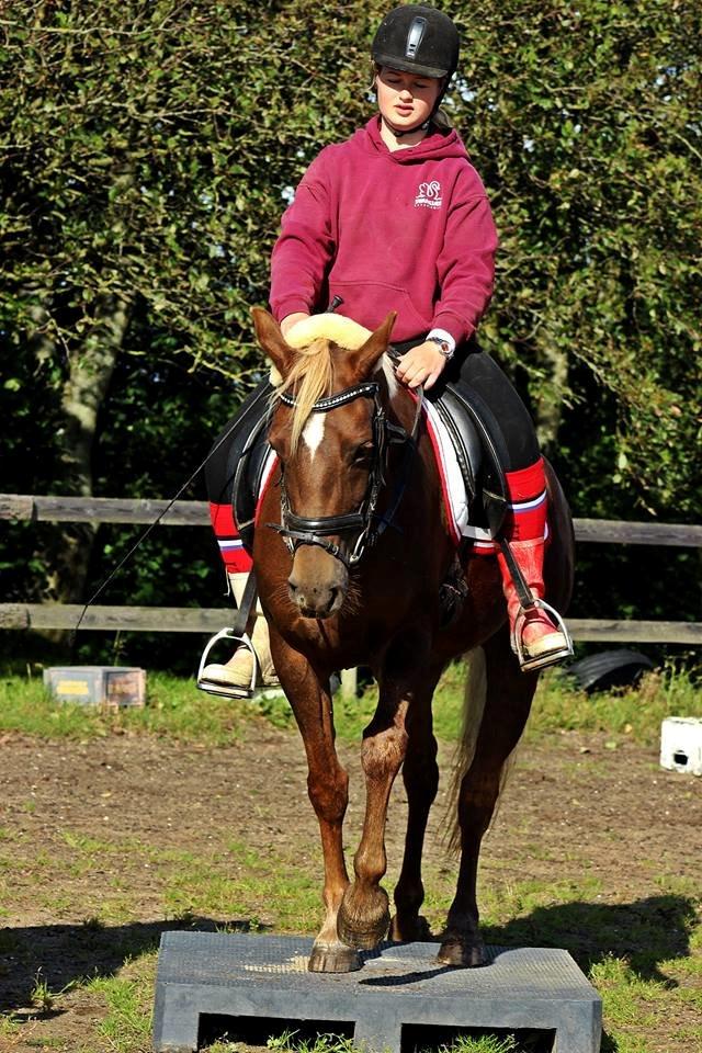 DSP Sunspot - Taget af Lindgreen Photography billede 12