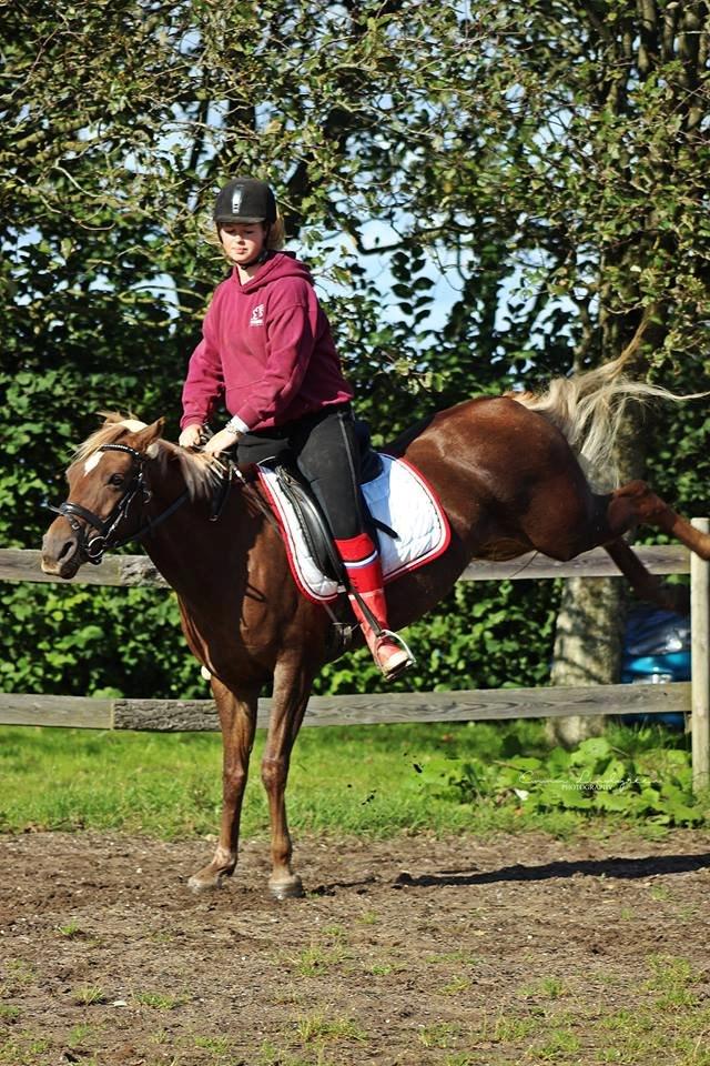 DSP Sunspot - Taget af Lindgreen Photography billede 47