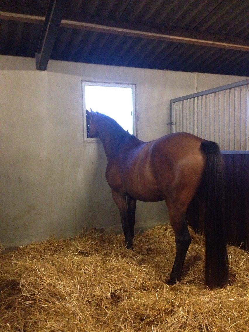 Sportsaraber (A) Aston Martin Takhises billede 11