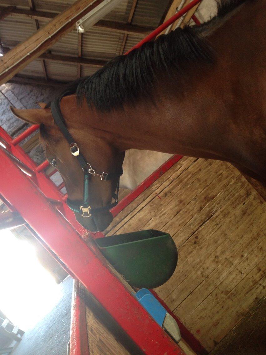 Sportsaraber (A) Aston Martin Takhises billede 10