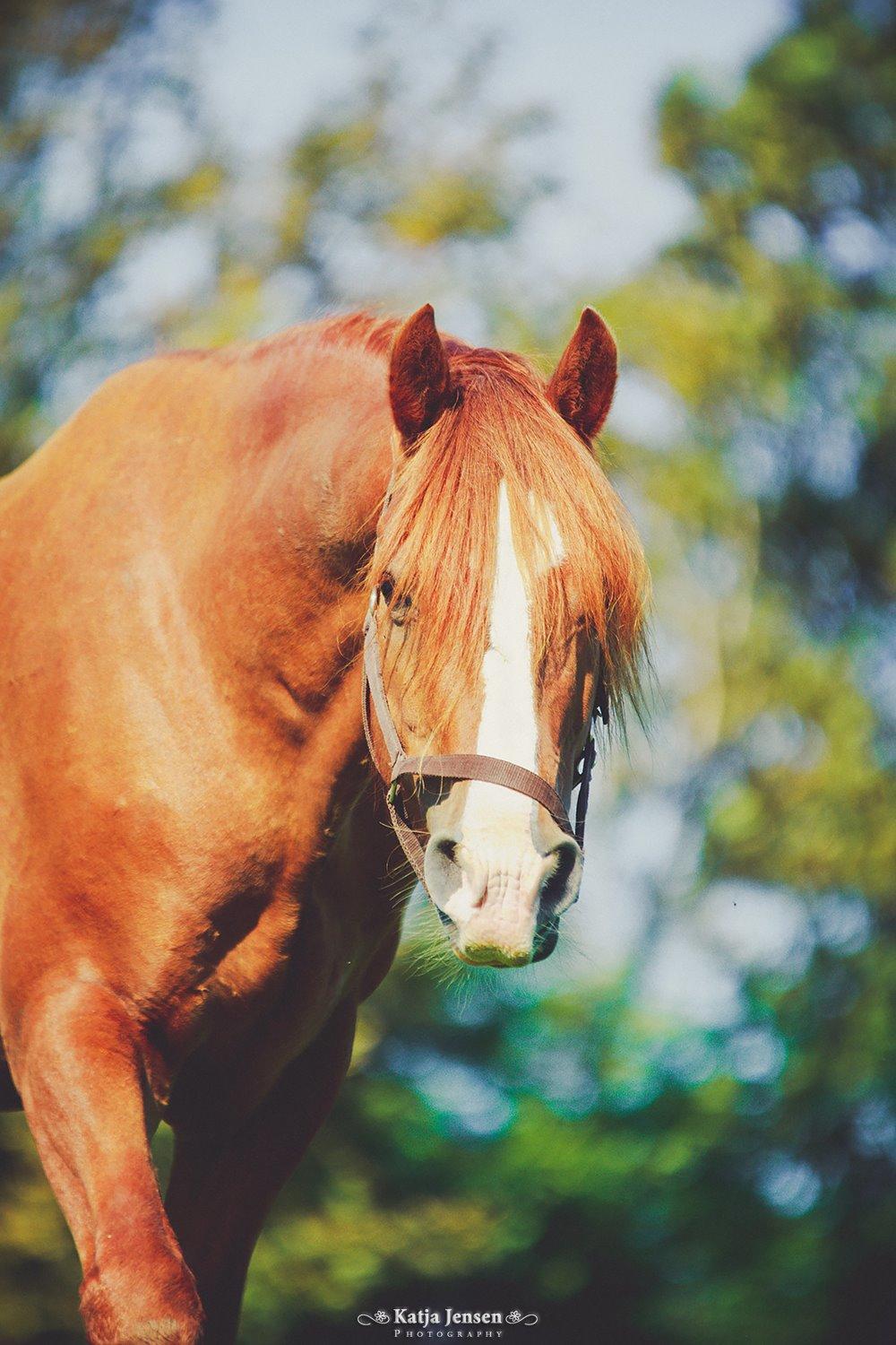 Welsh Cob (sec D) H-S Charles - 8. september 2015 - Dagen efter han er ankommet. billede 4