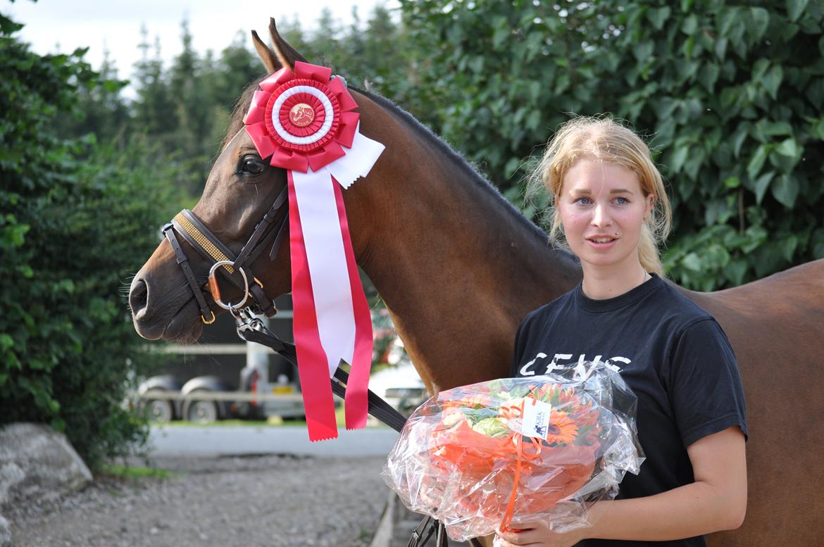 Arabisk fuldblod (OX) HH Eleganzia billede 3