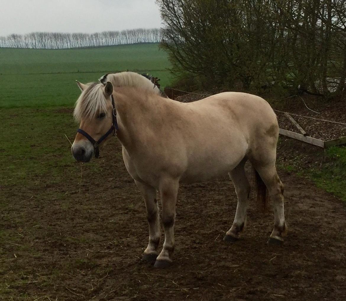 Fjordhest Ørn Fjordlyst billede 21
