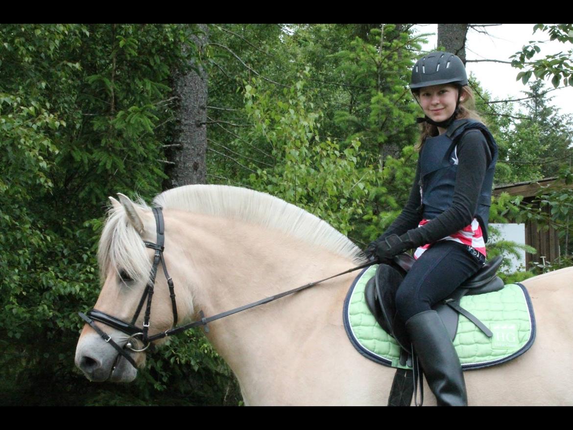 Fjordhest Ørn Fjordlyst billede 23