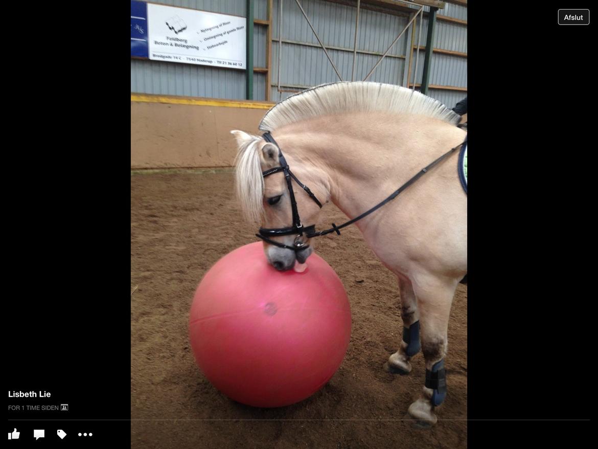 Fjordhest Ørn Fjordlyst billede 24