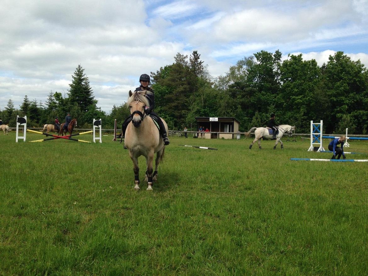 Fjordhest Ørn Fjordlyst billede 26