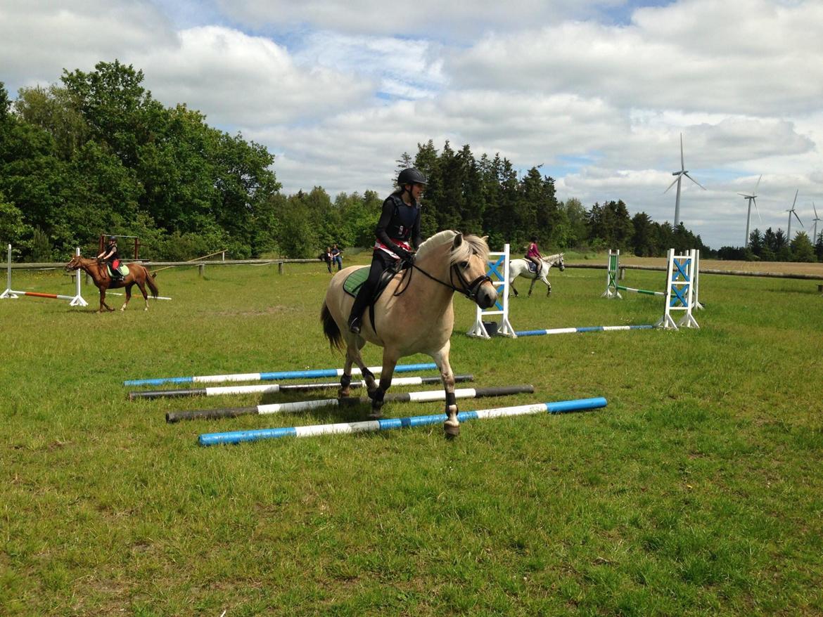 Fjordhest Ørn Fjordlyst billede 27