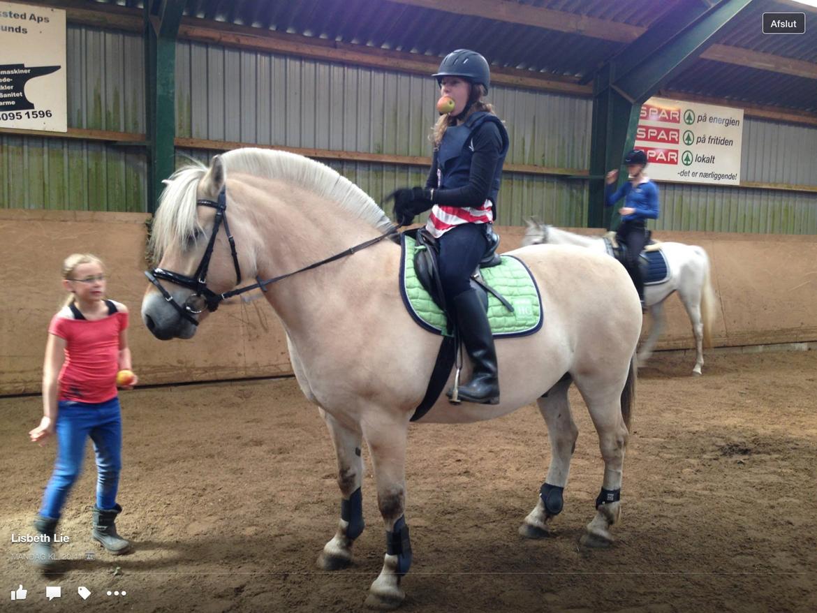 Fjordhest Ørn Fjordlyst billede 28
