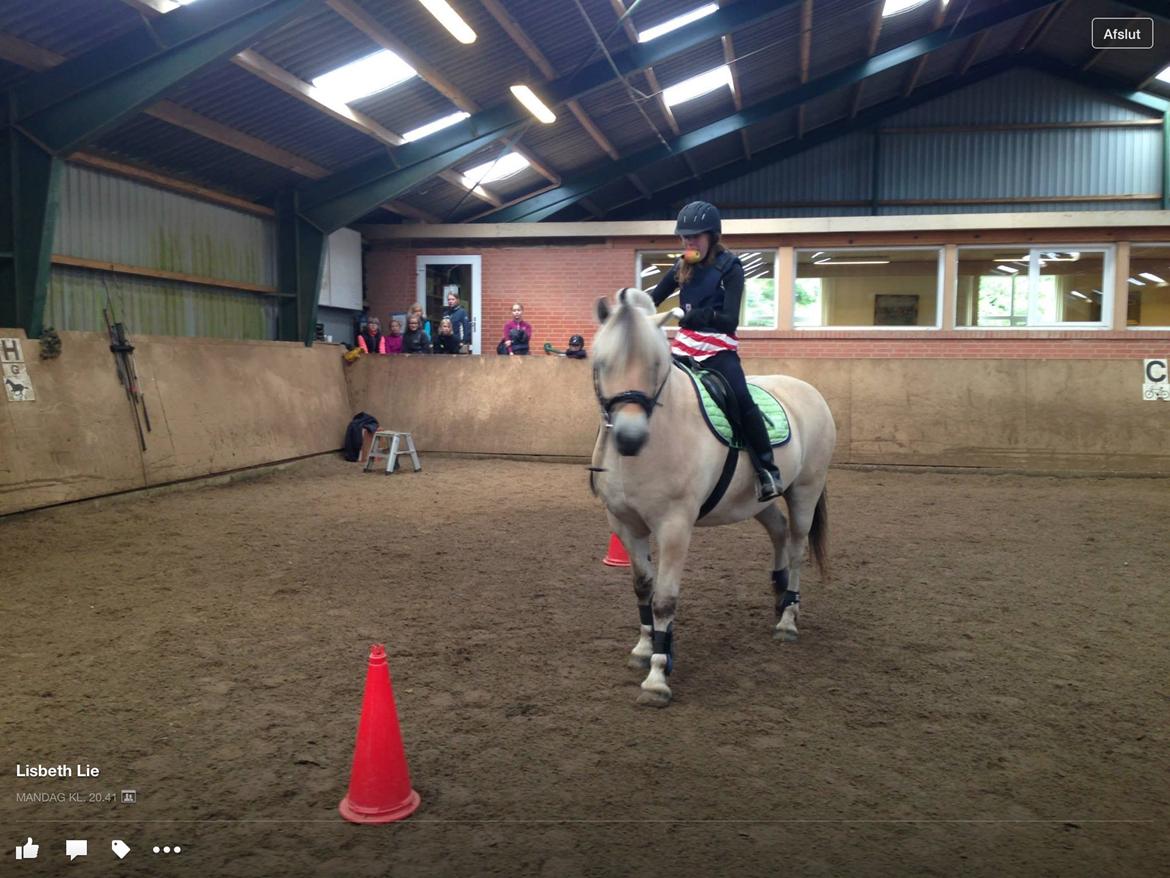 Fjordhest Ørn Fjordlyst billede 29