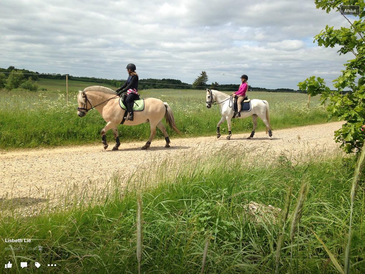 Fjordhest Ørn Fjordlyst billede 30