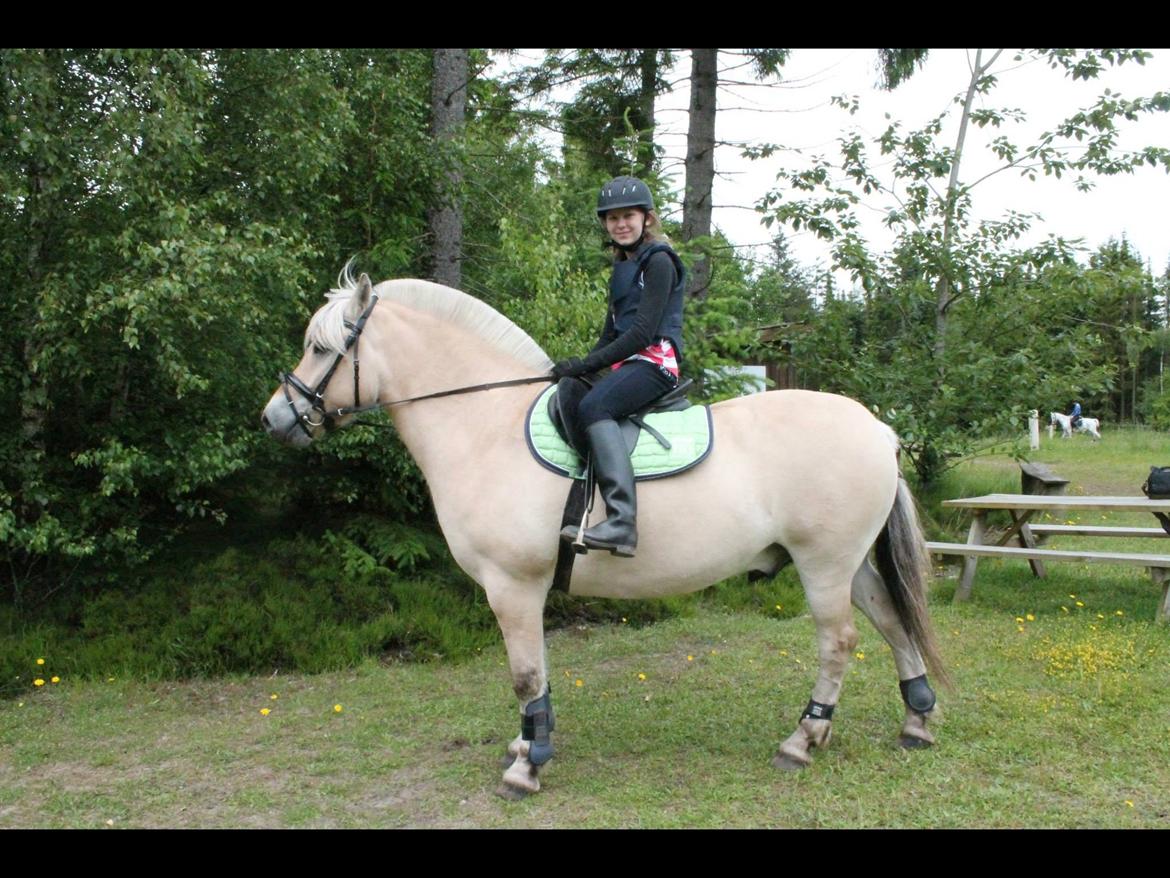 Fjordhest Ørn Fjordlyst billede 22
