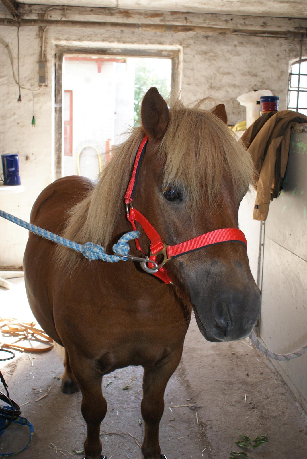 Shetlænder Markeslevgårds sam - Vi havde vundet en foreningsbluse, men den var desværre alt for stor. Heldigvis kunne vi bytte gave med Andrew (min svigersøn) så Sam fik en fin grime. Sam var nok rigtig glad, han gider ikke gå med bluser  ;-) billede 10