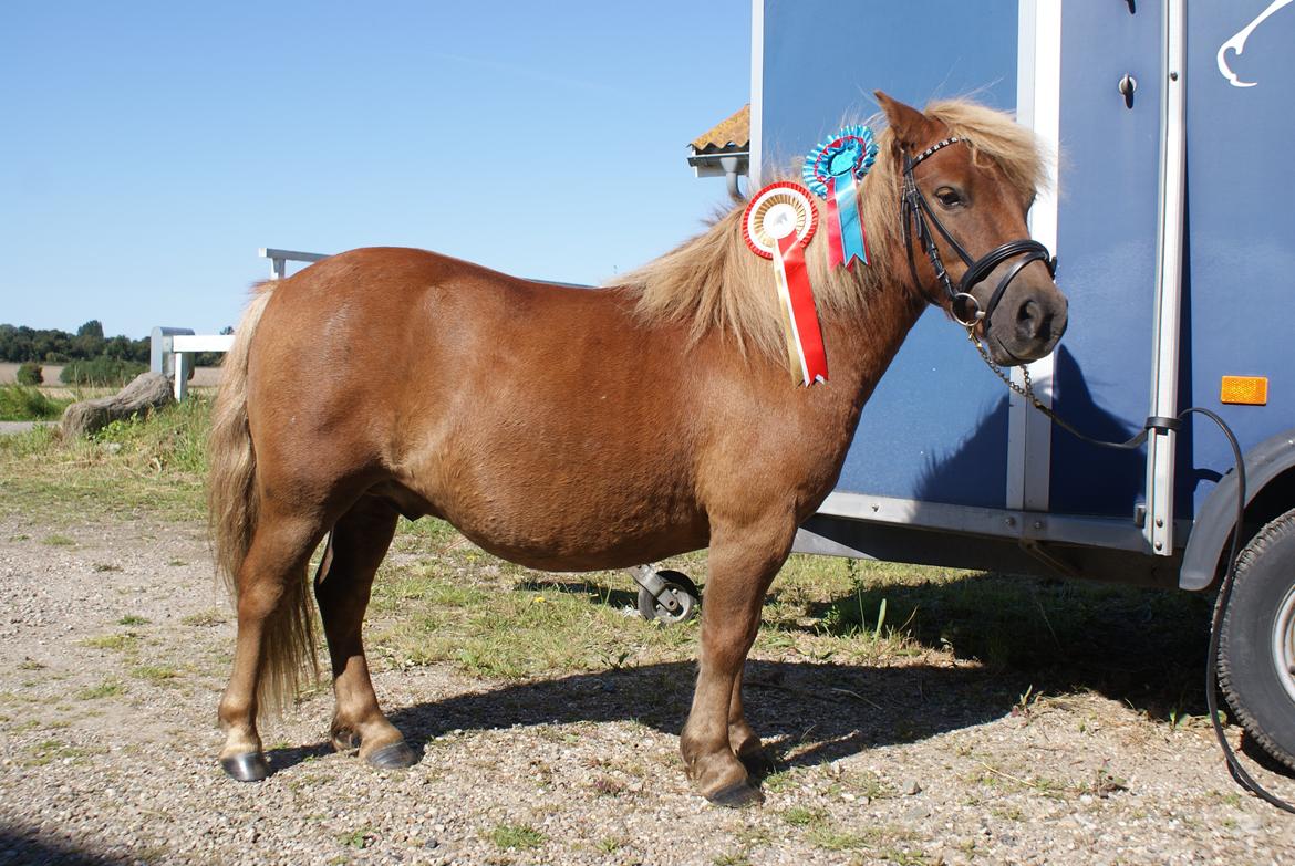 Shetlænder Markeslevgårds sam - Vi måtte vente med at tage billeder til vi kom hjem for vi havde desværre ikke hænder nok til af få taget billeder.  billede 11