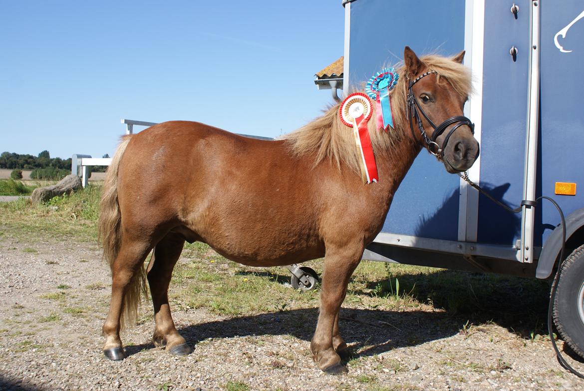 Shetlænder Markeslevgårds sam billede 12
