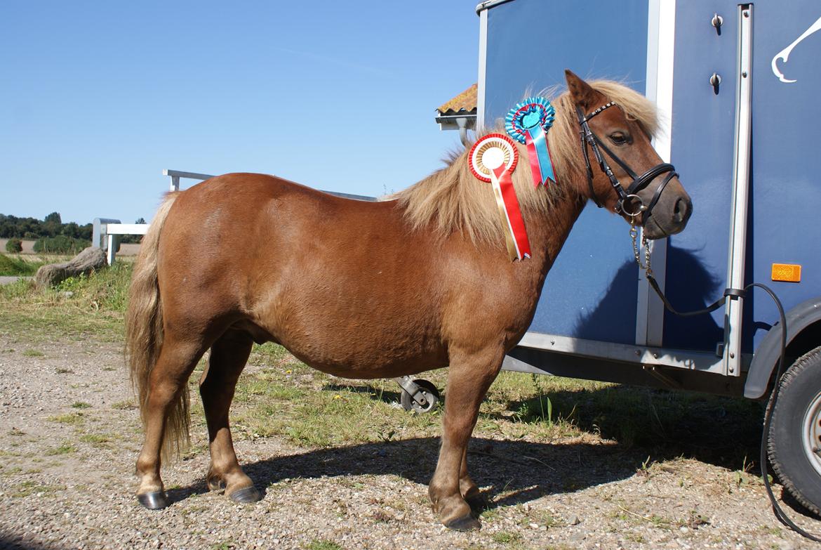 Shetlænder Markeslevgårds sam billede 13