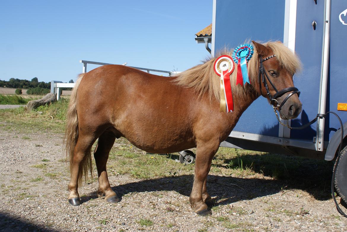 Shetlænder Markeslevgårds sam billede 14
