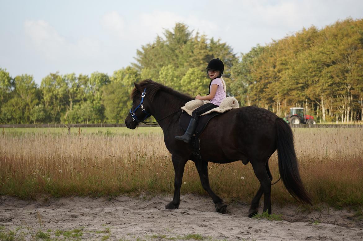 Islænder Freki fra Truust billede 17