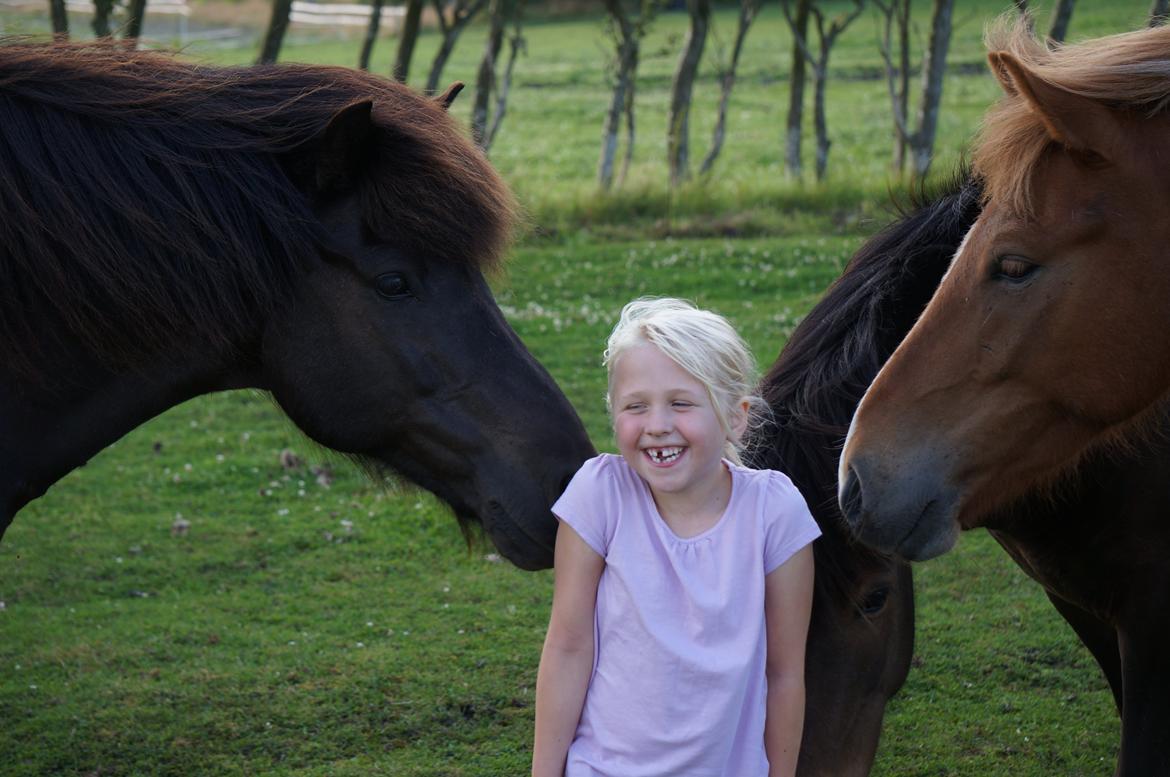 Islænder Freki fra Truust - Freki, min lillesøster og nogle af hestene fra marken billede 13