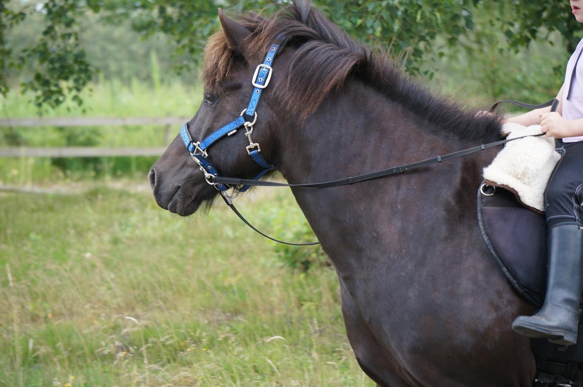 Islænder Freki fra Truust billede 5