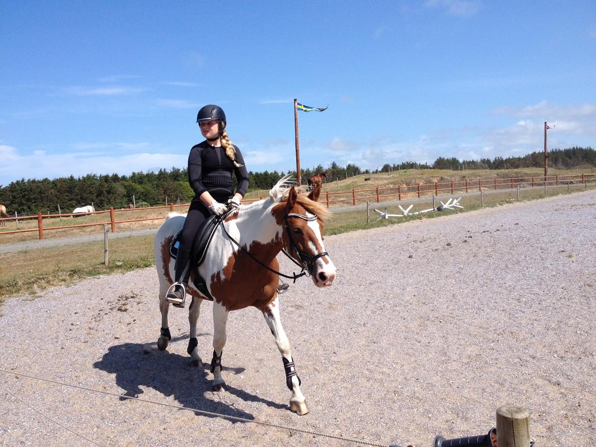 Anden særlig race Rugholms Bella  - Sommerferie 2015 billede 14