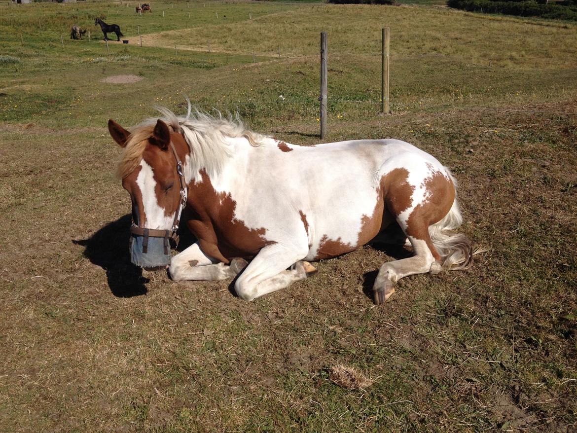 Anden særlig race Rugholms Bella  - Sommerferie 2015 billede 12
