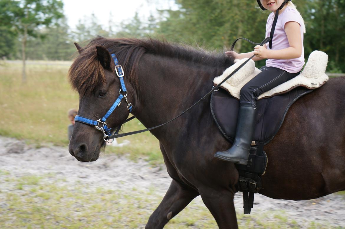 Islænder Freki fra Truust - Freki og min lillesøster billede 2