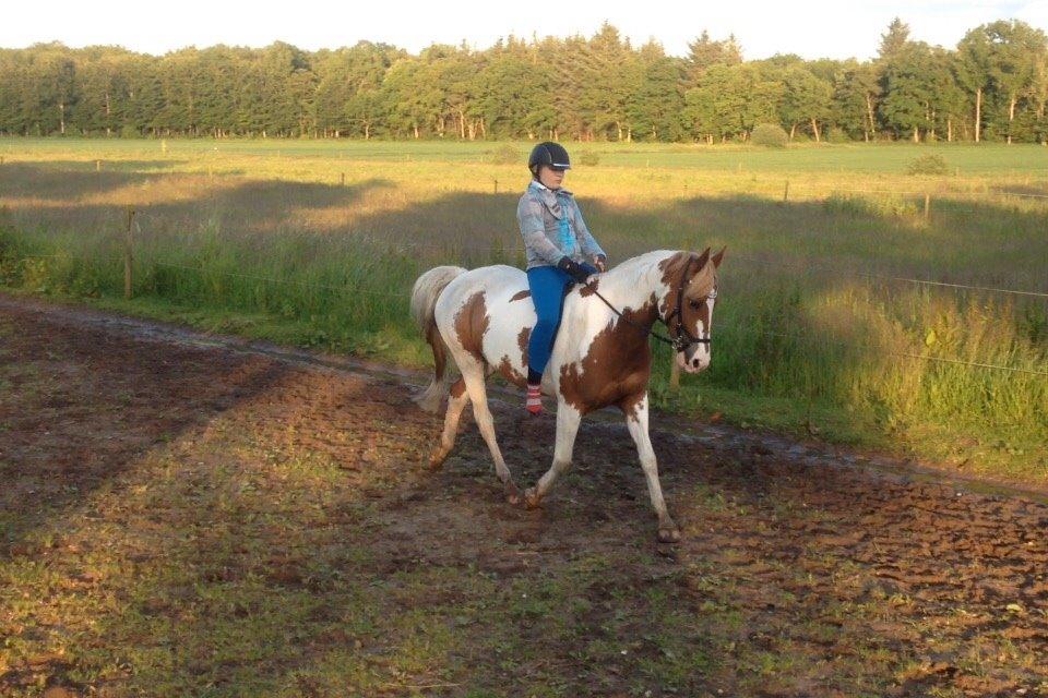 Anden særlig race Rugholms Bella  - Sommer 2015 billede 15