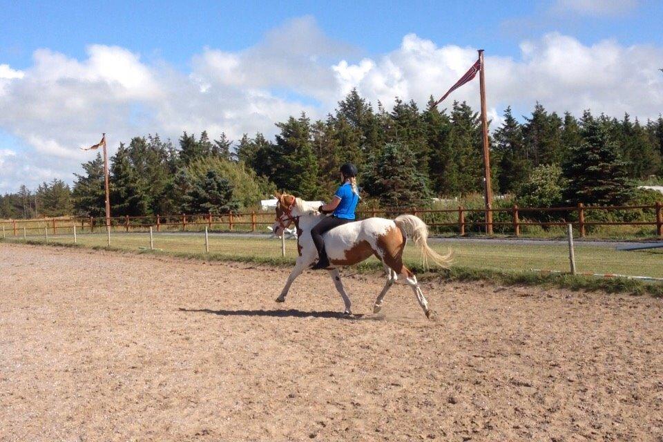 Anden særlig race Rugholms Bella  - Sommerferie 2015 billede 16