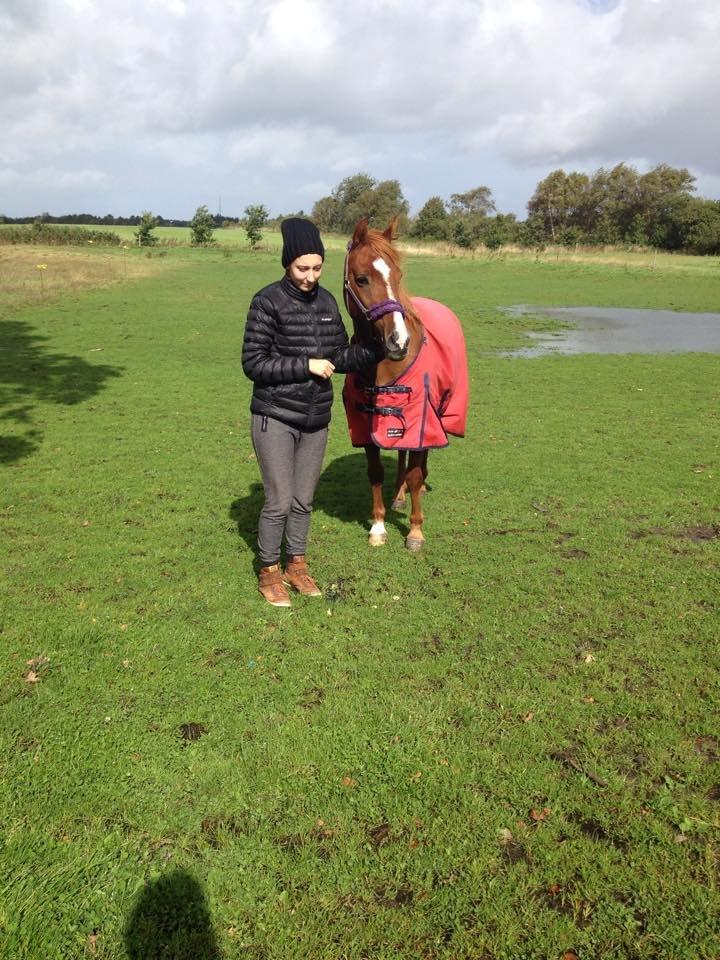 Anden særlig race Forint billede 4