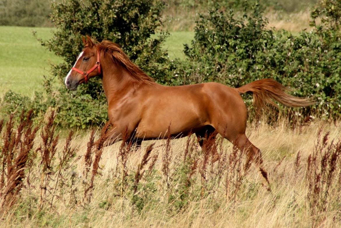 Anden særlig race Forint billede 6