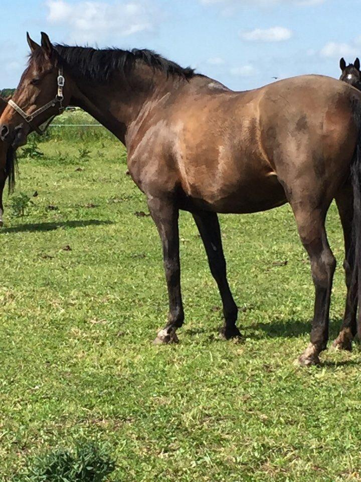 Dansk Varmblod Stald care´s lamir billede 10