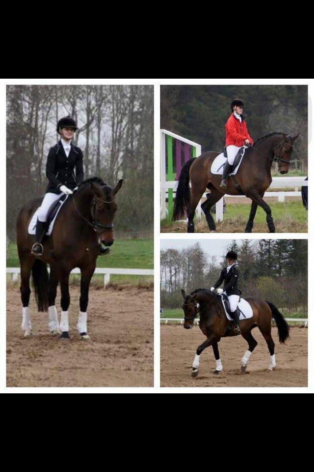 Dansk Varmblod Stald care´s lamir billede 11