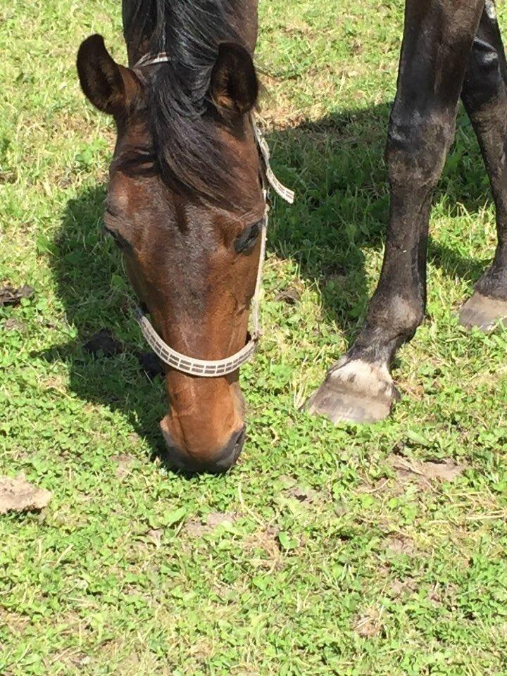 Dansk Varmblod Stald care´s lamir billede 13