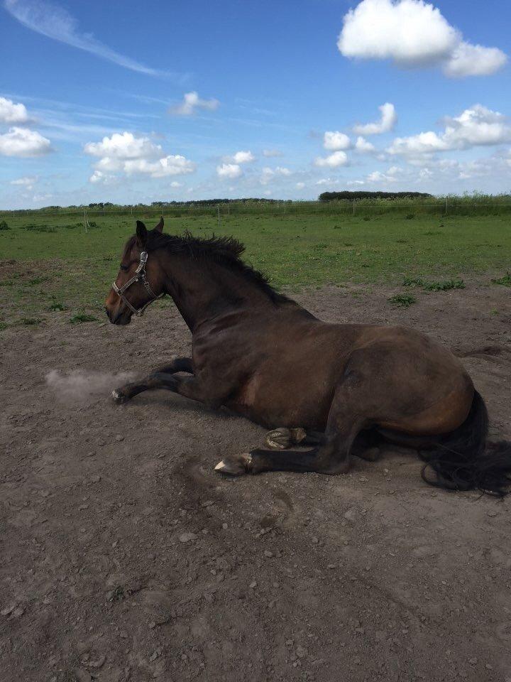 Dansk Varmblod Stald care´s lamir billede 14