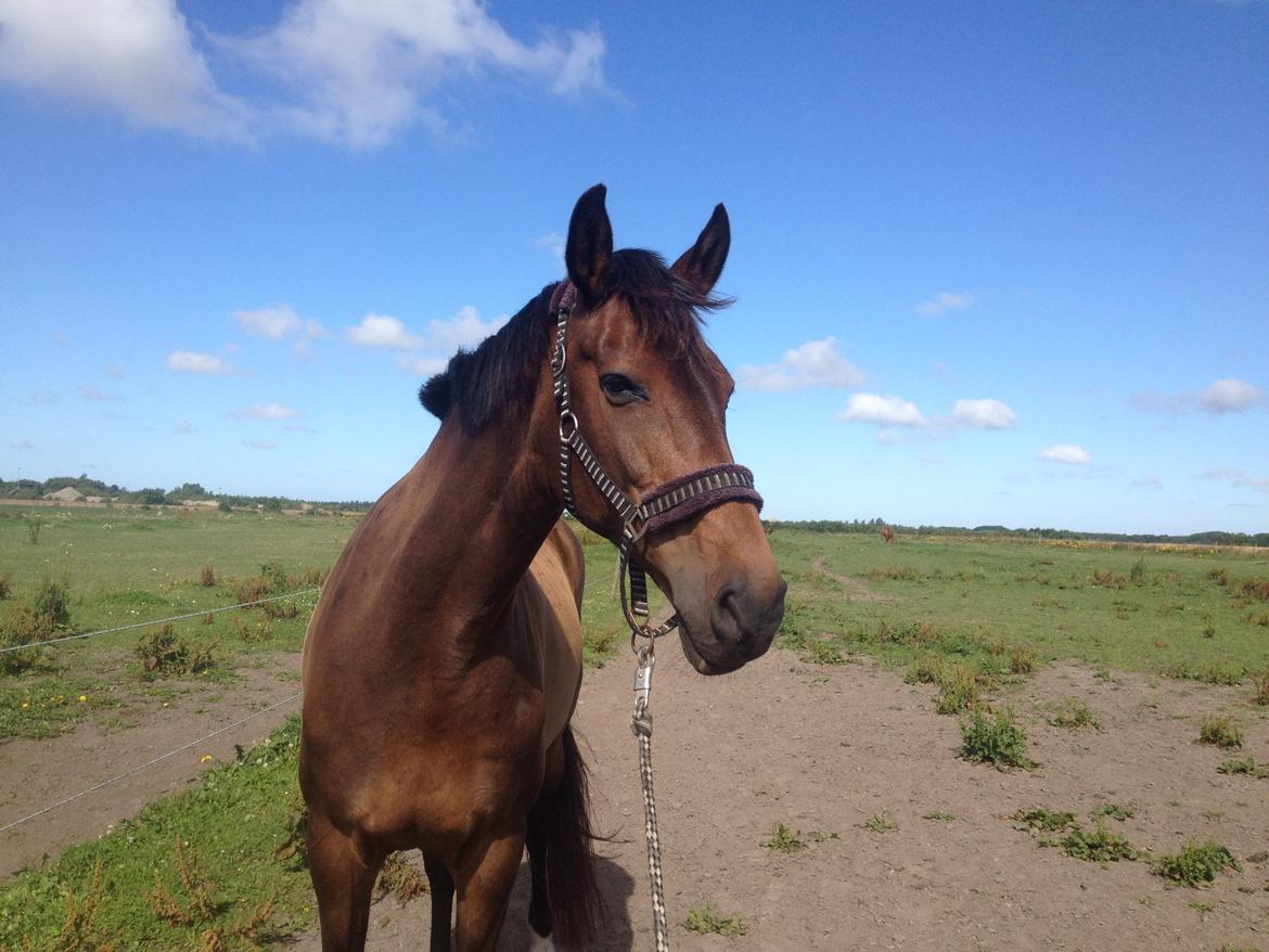 Dansk Varmblod Stald care´s lamir billede 15