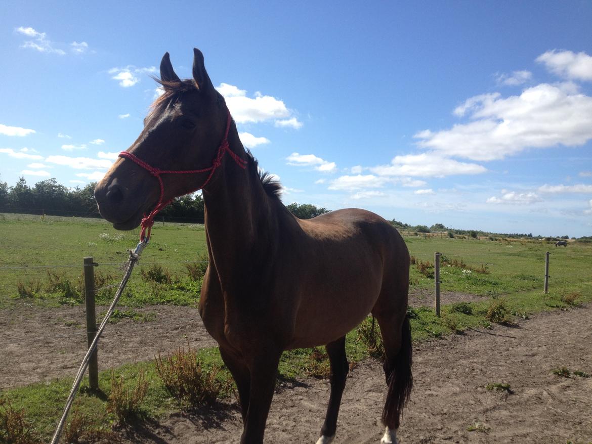 Dansk Varmblod Stald care´s lamir billede 17