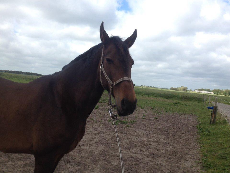 Dansk Varmblod Stald care´s lamir billede 18