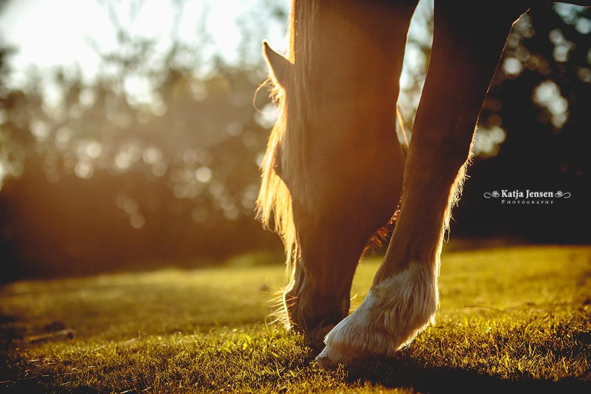 Welsh Cob (sec D) H-S Charles - 8. september 2015 billede 15