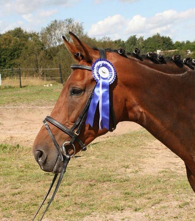 Hollandsk Varmblod Vuurpijl (Vega) - 2.plads Skørping stævnet pinse 2015 billede 1