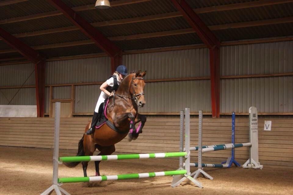 Hollandsk Varmblod Vuurpijl (Vega) - Så flot - 2 sek. efter tabte hun rytteren billede 10